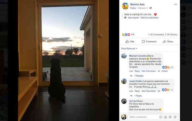 A foto da cadela Nala sentada na porta da casa do falecido jogador argentino Emiliano Sala, esperando o retorno dele, est comovendo os internautas(foto: Facebook/romina.sala.79/Reproduo)