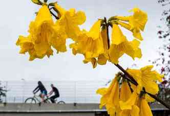 A cidade est repleta de ips e flores coloridas para receber a primavera (foto: Rafael Neddermeyer/Fotos pblicas)